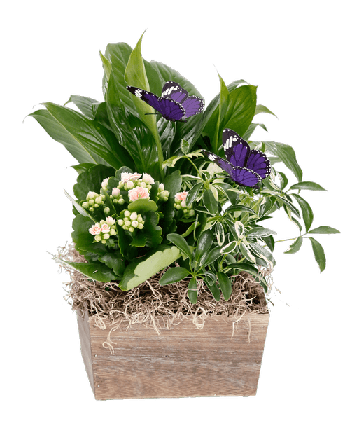 Box of Blooms 3050 Royer's flowers and gifts Flowers, Plants