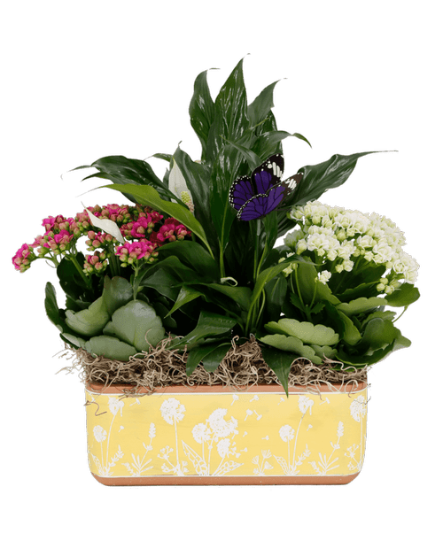 Butterfly Blooms 2934 Royer's flowers and gifts Flowers, Plants & Gifts with same day