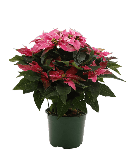 Christmas All Items Royer's flowers and gifts Flowers, Plants