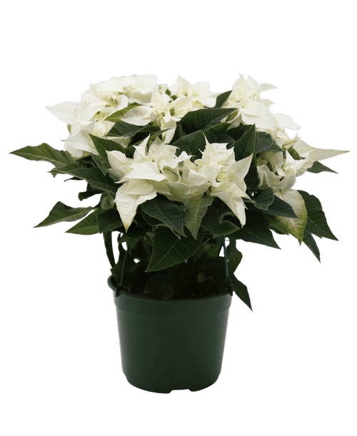 Christmas All Items Royer's flowers and gifts Flowers, Plants