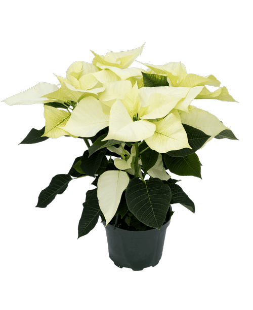 Christmas All Items Royer's flowers and gifts Flowers, Plants