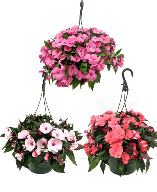 Hanging Flower Baskets Delivered Best Flower Site