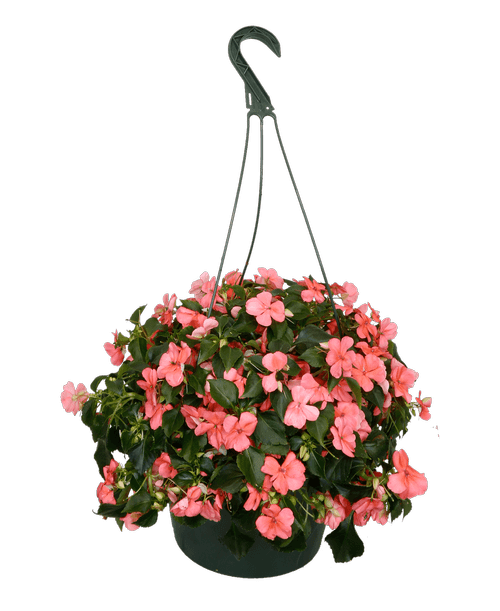 Hanging Flower Baskets Delivered Best Flower Site