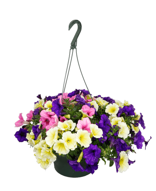 All Products 20 to 30 Royer's flowers and gifts Flowers, Plants