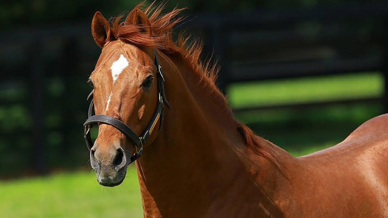 Tabor's 1995 Kentucky Derby winner Thunder Gulch dies aged 26 Horse