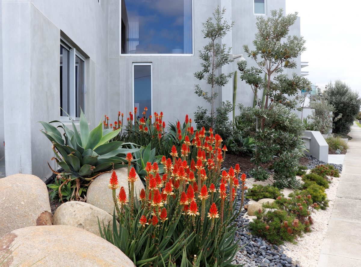Williamstown Coastal Garden Robyn Payne Garden Design