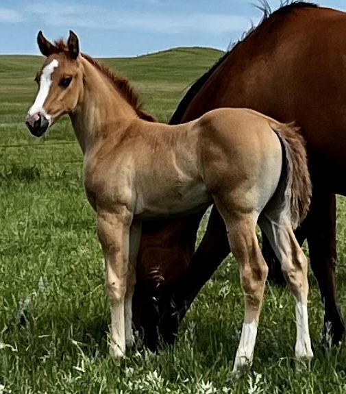 Online Catalog Ranchers Quarter Horse Breeders Association