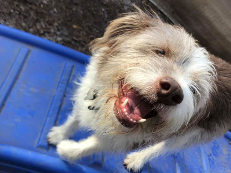 Dog Boarding, Lodging Fruita, Montrose, Glenwood Springs, CO