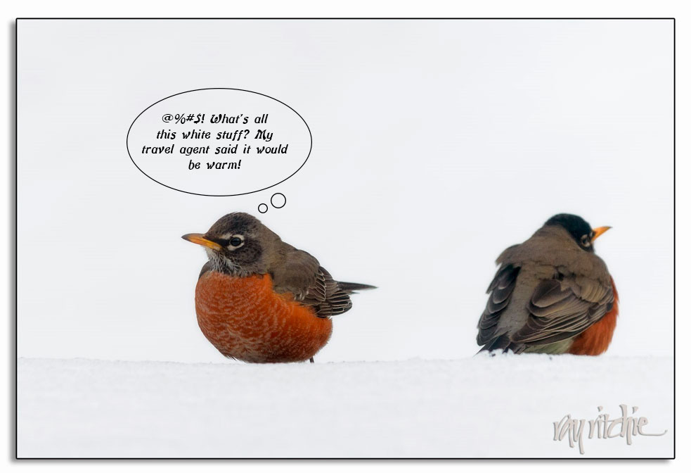 A caption for the robins grraphics