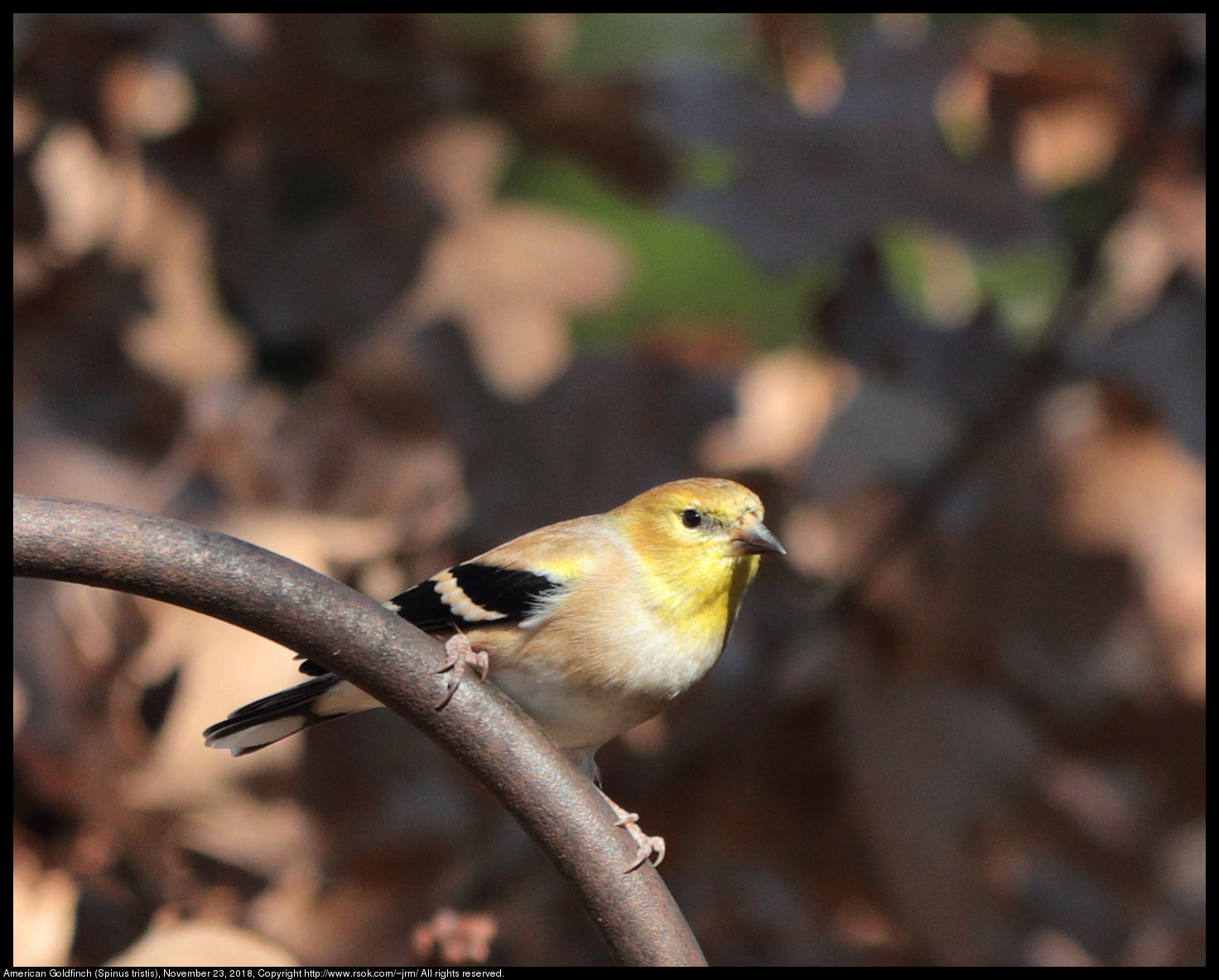 2018nov23_goldfinch_IMG_4008c