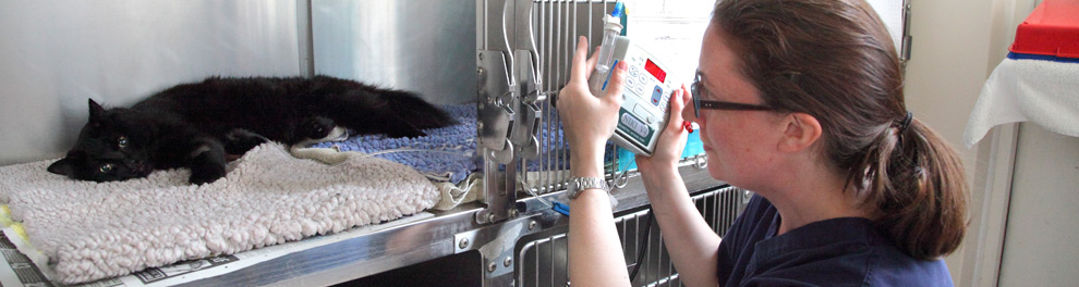 Veterinary Financial Assistance In Your Local Area | Rspca