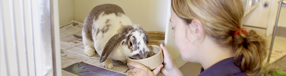 Contact Your Local Rspca Animal Rescue Centre, Hospital Or Shop | Rspca