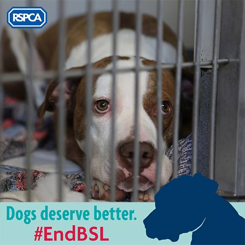 End Breed Specific Legislation BSL Dogs RSPCA