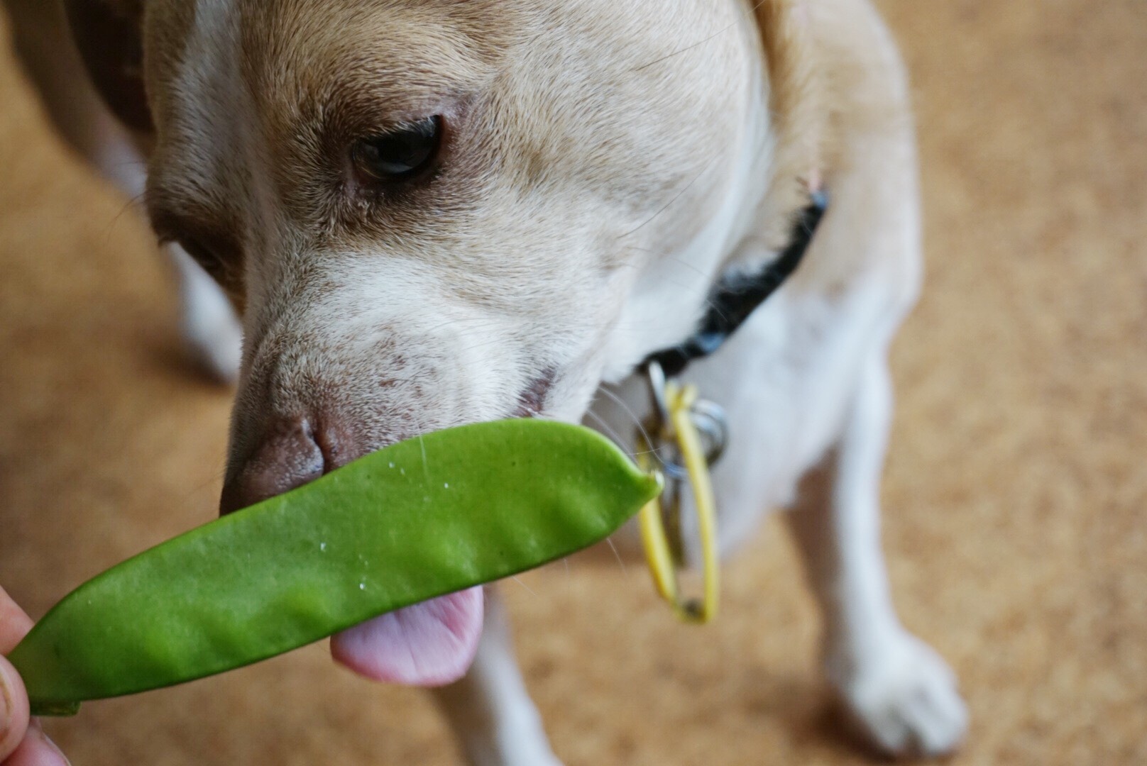 10 human foods that are bad for dogs (and what to give