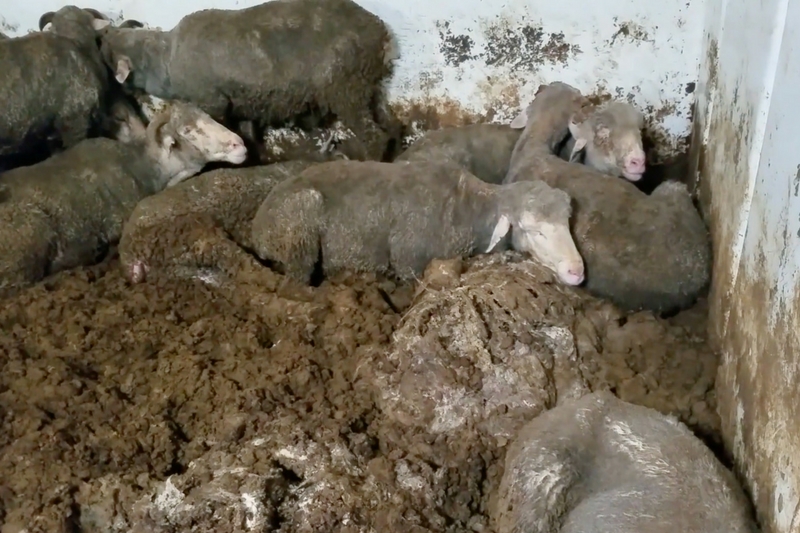 Independent economic report supports end to live sheep exports from