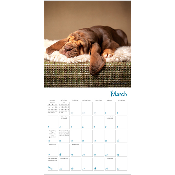 Pooped Puppies Desk Calendar 2024 Pooped Puppies 2024 Mini Calendar RSVP