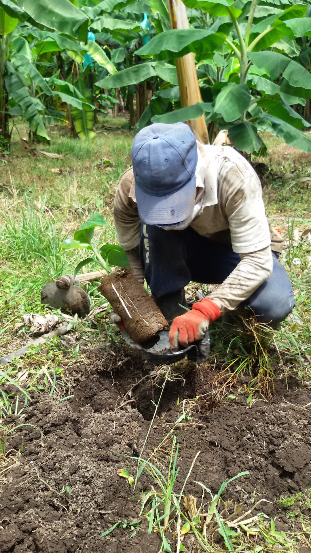 Clean planting material to combat Moko disease of plantains in Latin America CGIAR Research
