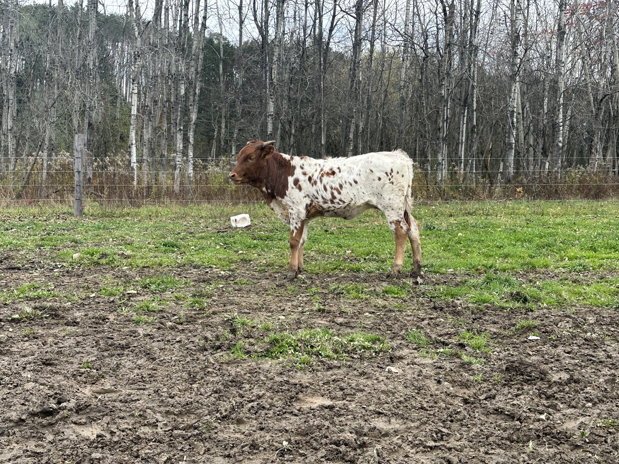 Cajun Fire Starter RTG