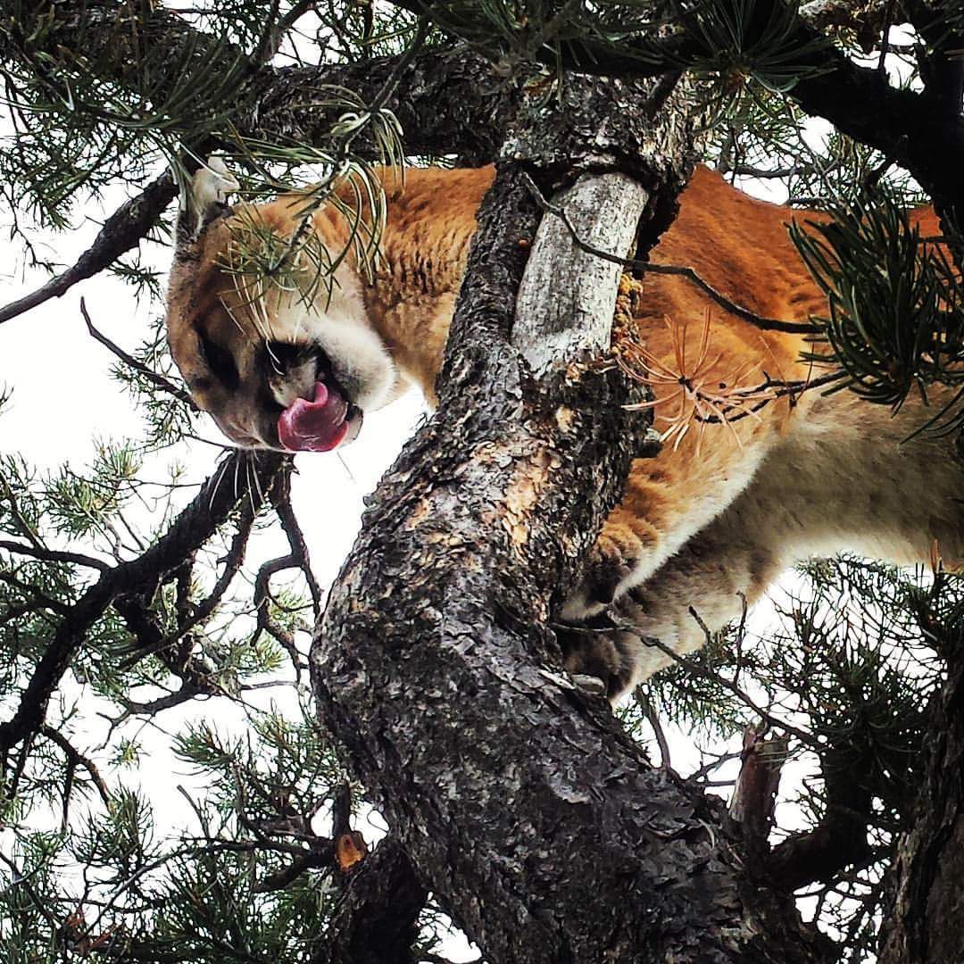 New Mexico Mountain Lion Hunting