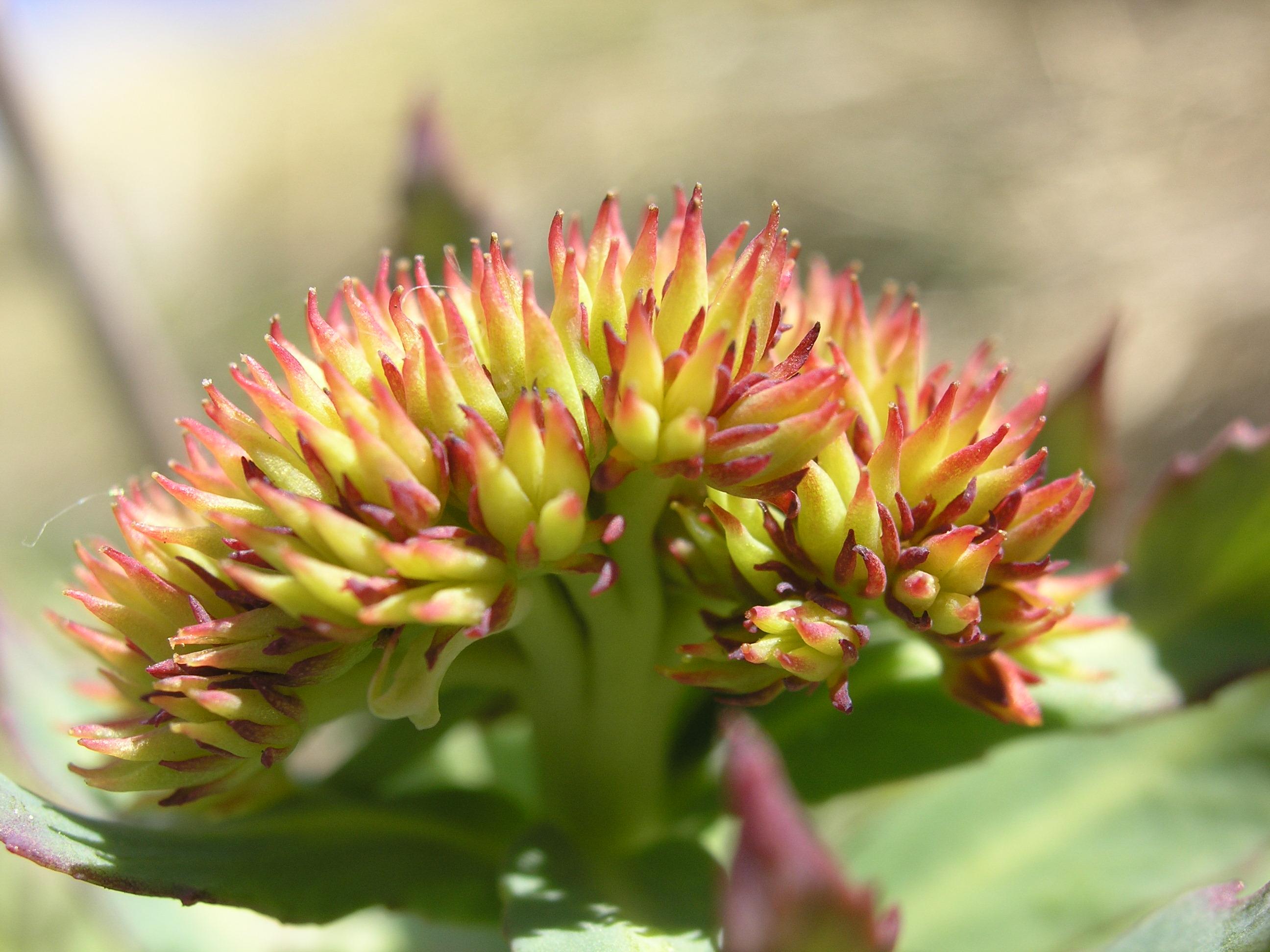 Une plante antistress créée en Suisse rts.ch Sciences