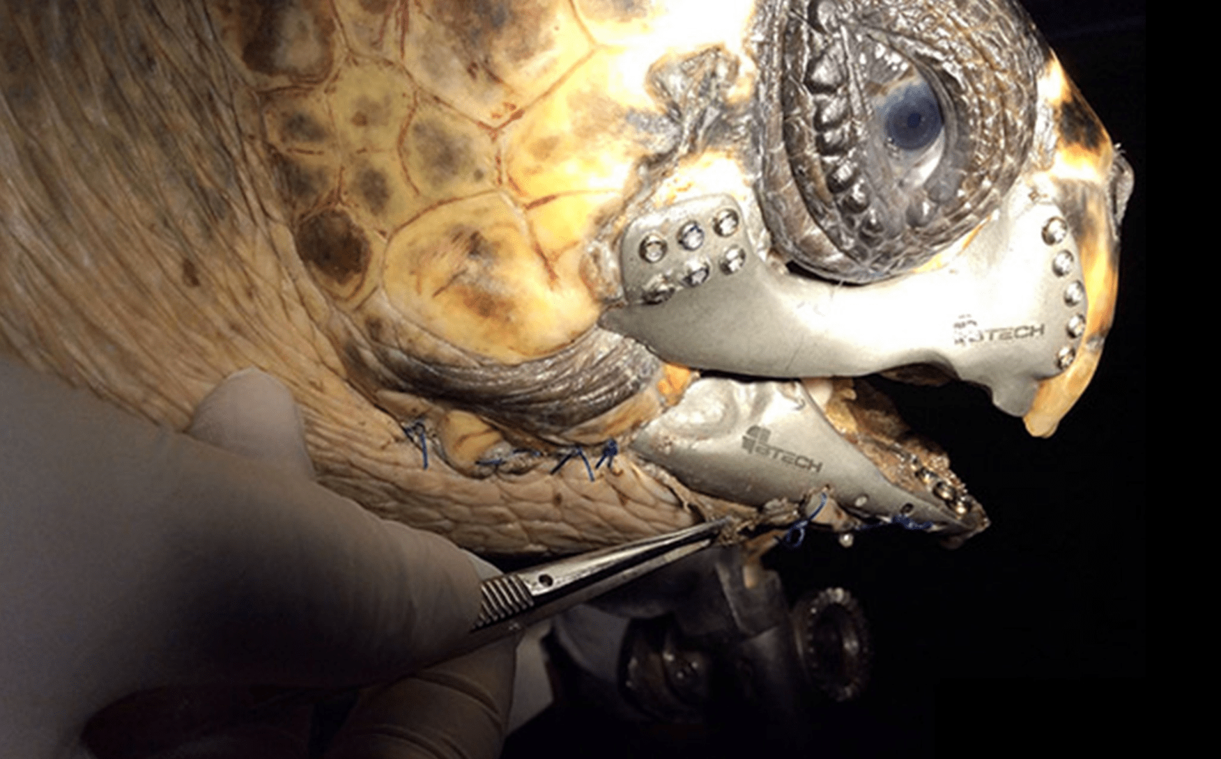 Une tortue de mer reçoit une nouvelle mâchoire en titane