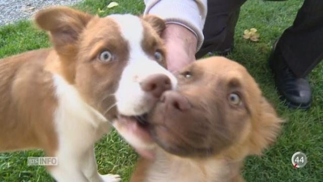 Un record de 213 animaux importés illégalement en Suisse romande en
