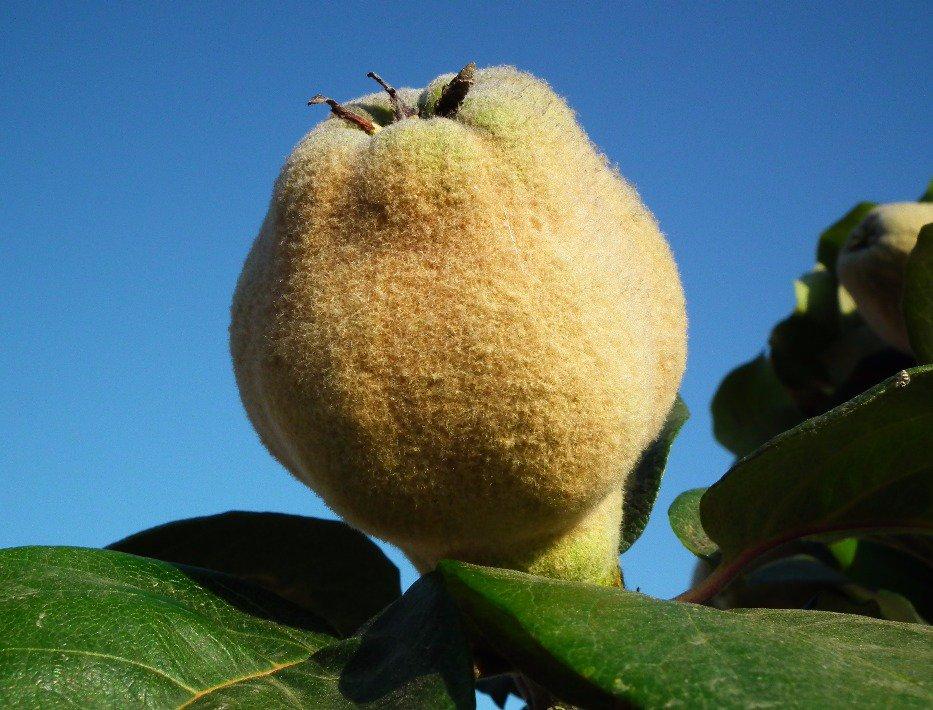Le coing, en voie de disparition, élu "fruit suisse de l'année 2017