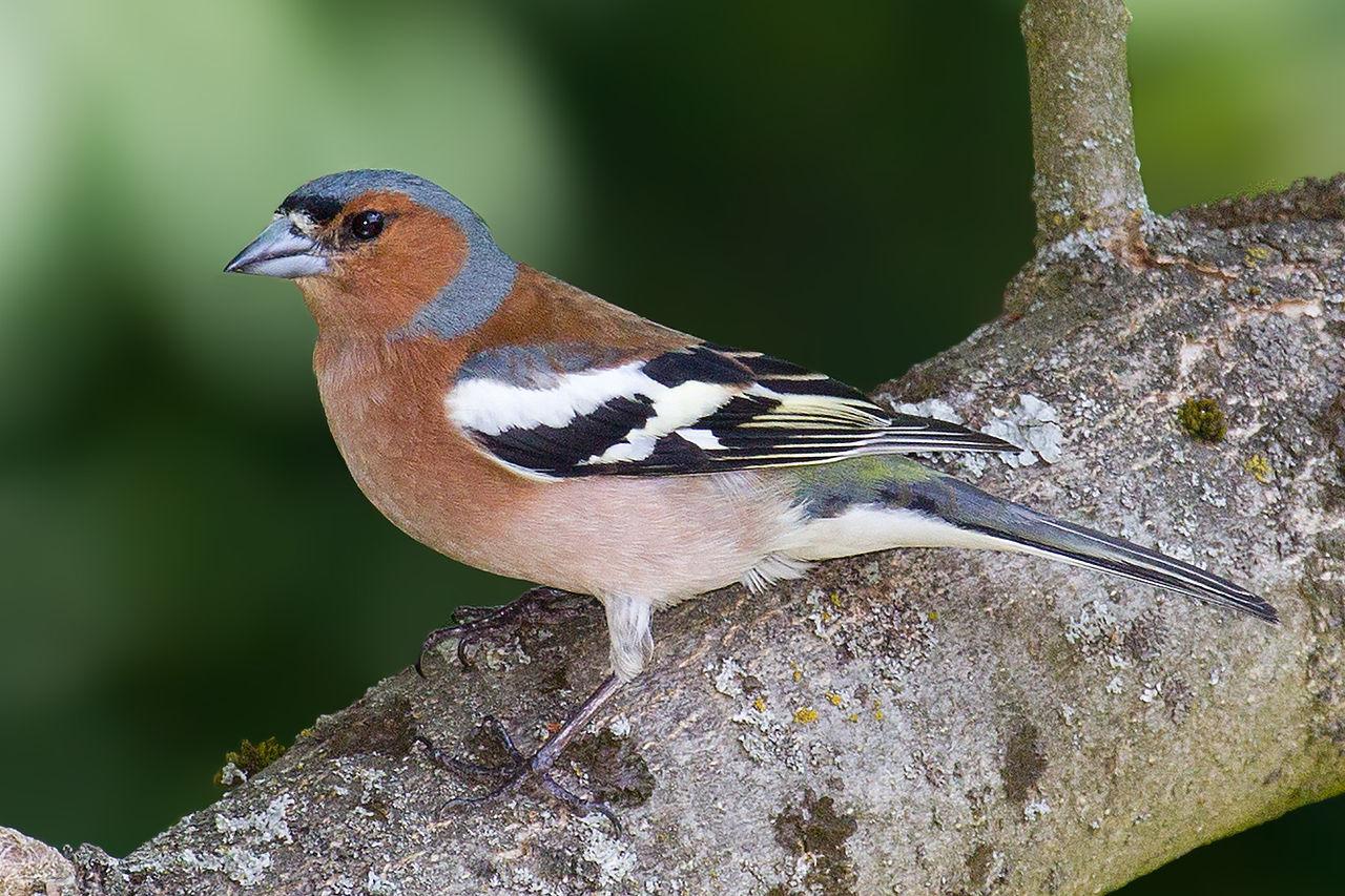 Les oiseaux de nos jardins rts.ch Monsieur Jardinier