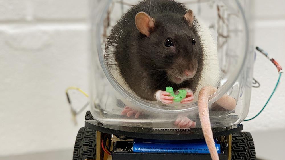 Des chercheurs ont appris à des rats à conduire des mini