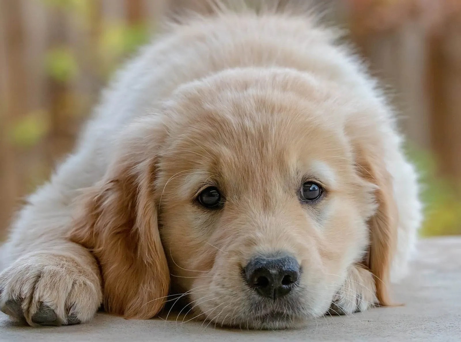 How To Train A Puppy, The Basics Ruby & Thunder