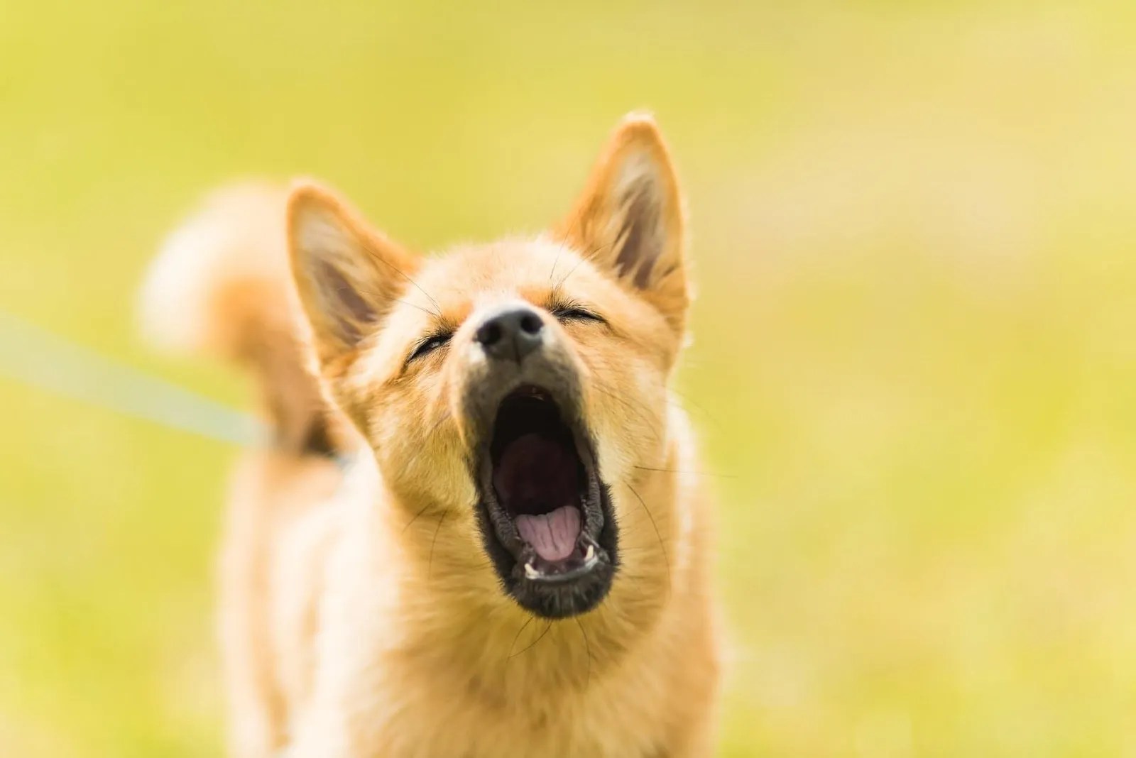 How To Train A Dog Not To Bark At Strangers Ruby & Thunder