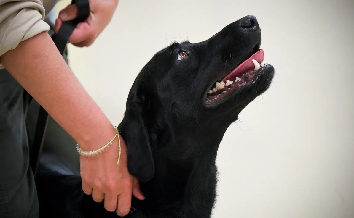 How Much Does Dog Training Cost? Ruby & Thunder