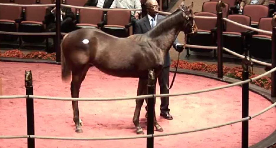 Most Expensive Horses Ruby Rose Horseboxes