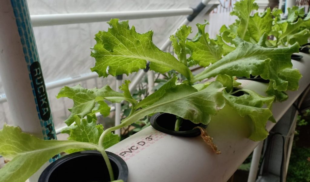 Tips Menanam Sayur di Rumah Di Saat Pandemi