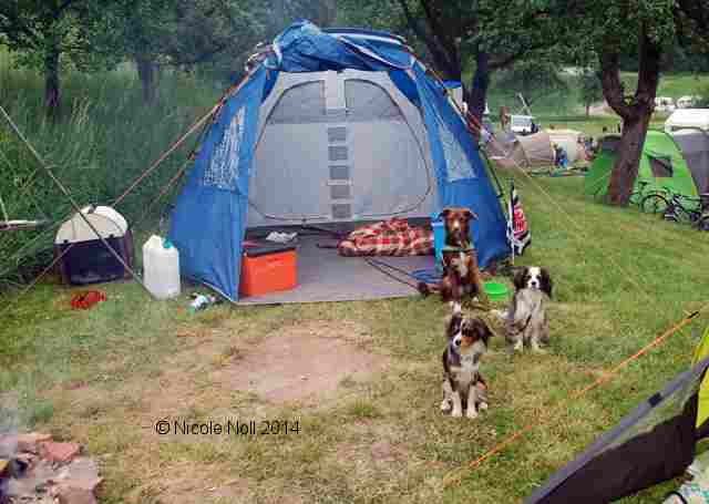 Steinhuder Meer Campingplatz Mit Hund