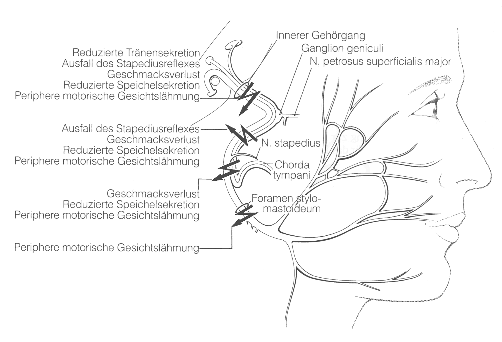 Anatomie am Lebenden
