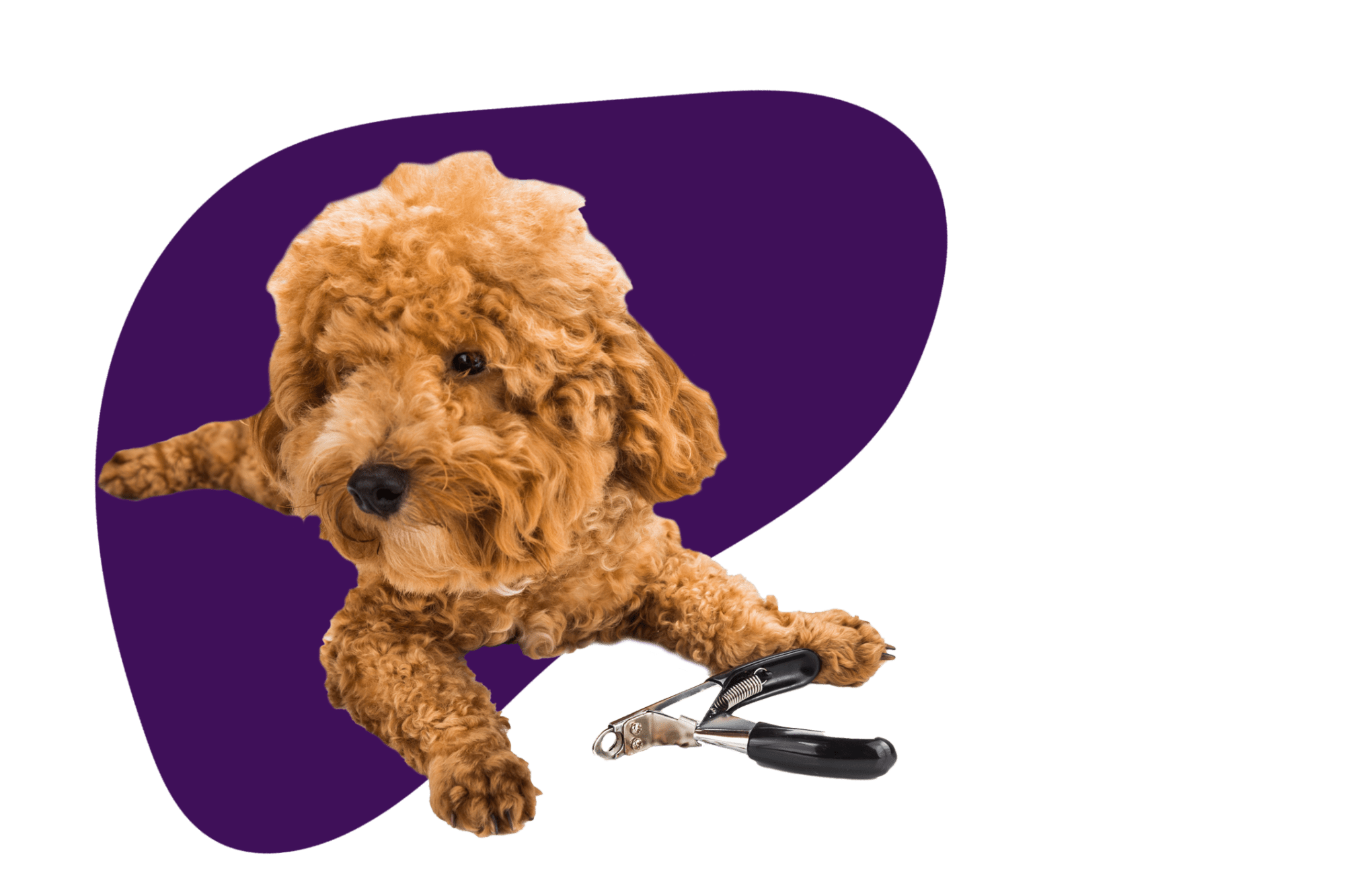 Dog Grooming in Belfast & Holywood Ruff Cuts Dog Grooming