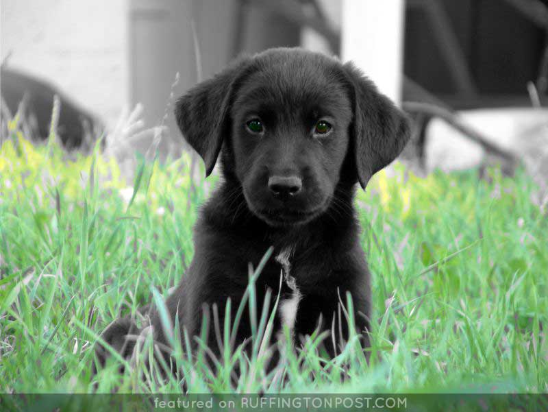 Fuzzy Black Lab puppy Ruffington Post