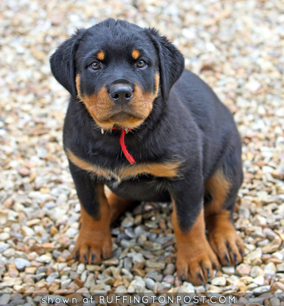 A fluffy little Rottie pup Ruffington Post