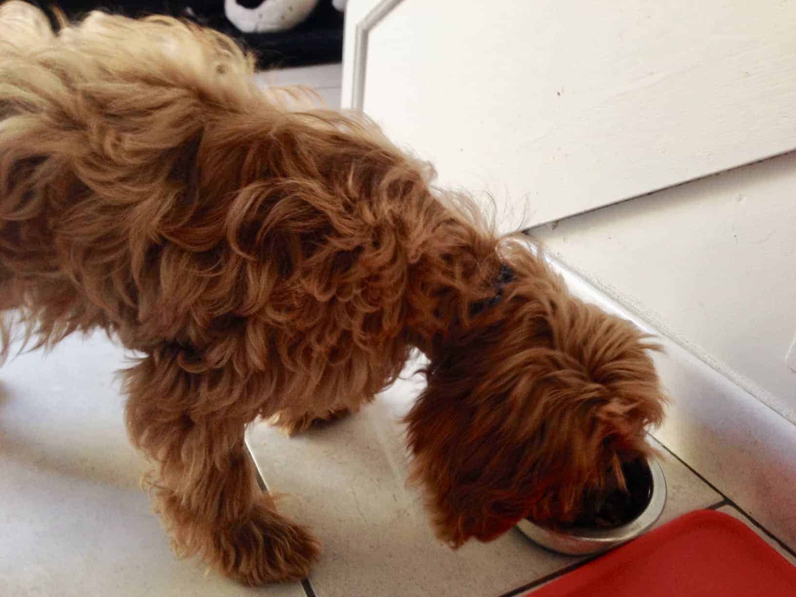 Why won't my dog eat from his bowl? from Ruffle Snuffle's Life with Pets