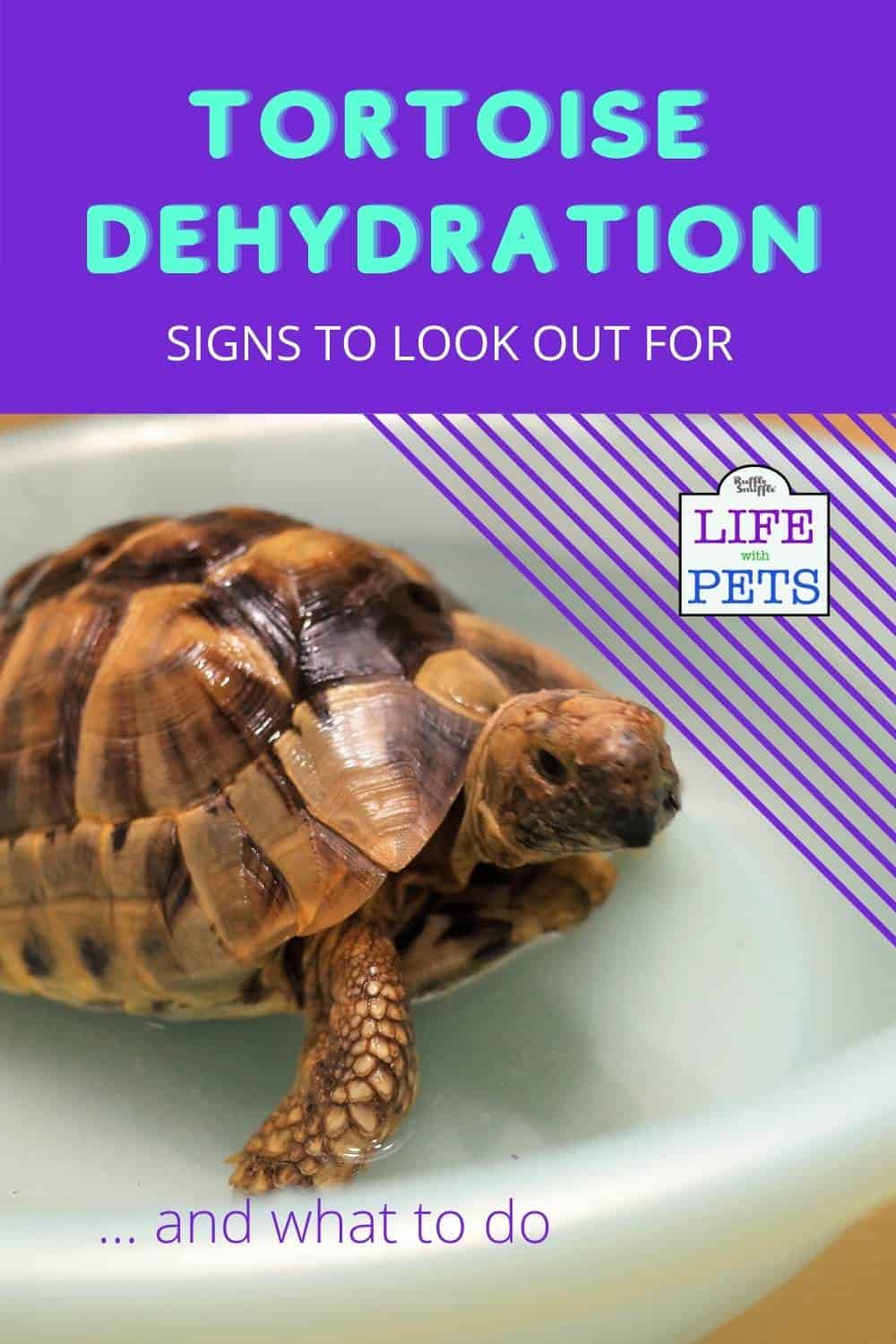 How To Tell If Your Tortoise Is Dehydrated And What To Do To Help Them