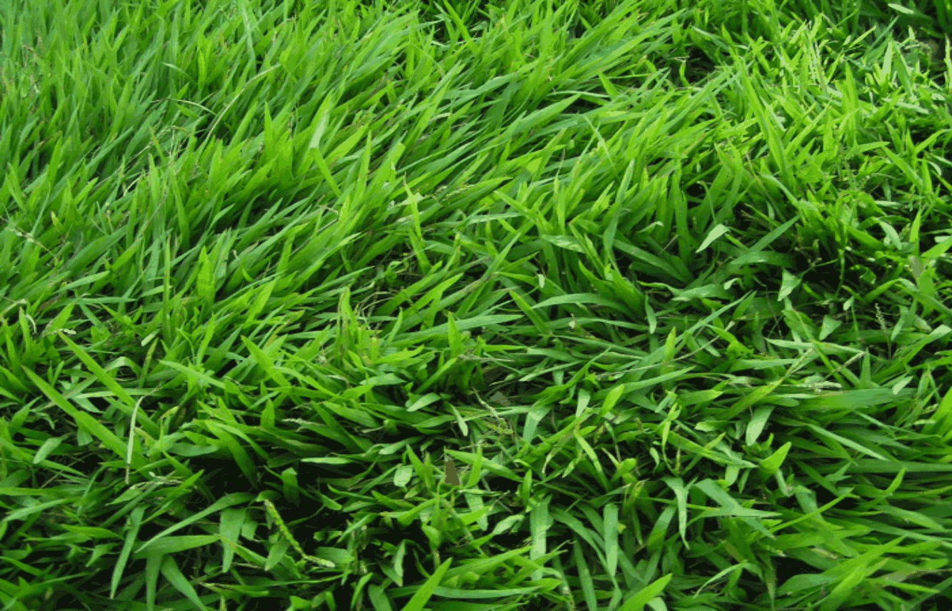 Cara Menanam Rumput di Halaman Rumah Anda Secara Praktis