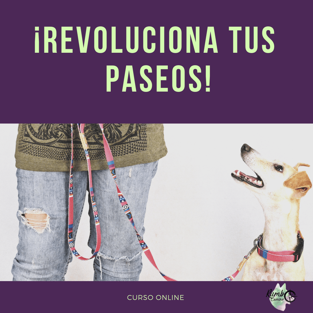 Como Convencer A Tus Padres De Tener Un Perro Noticias del Perro