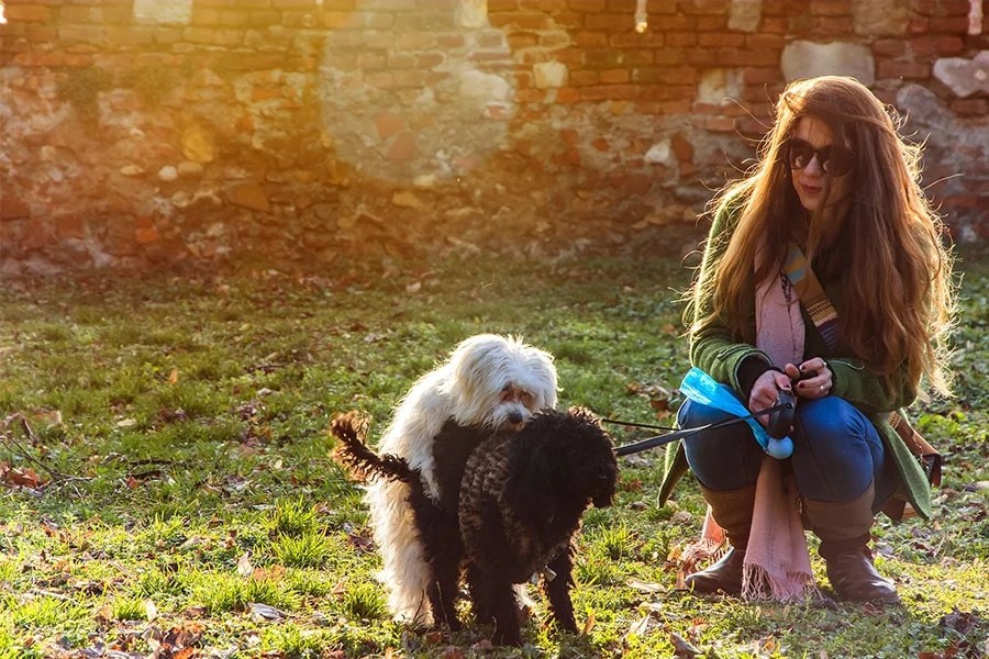 Our Dog's Most Embarrassing Behavior Mounting Run and Play