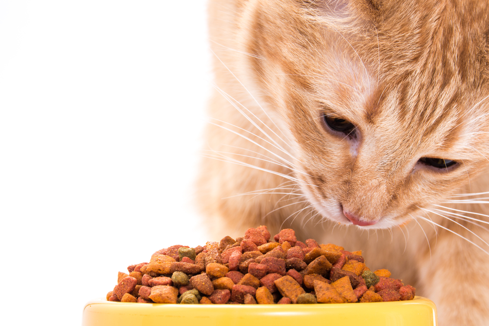 Makanan Protein Tinggi Untuk Kucing Makanan kering yang satu ini