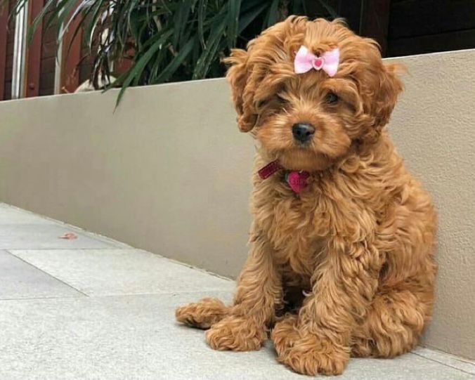 Anjing Poodle: Ciri, Karakteristik, Dan Cara Merawatnya - Blog Ruparupa