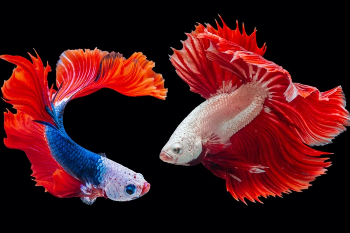 Cara Memelihara Ikan Discus Di Aquarium Untuk Pemula
