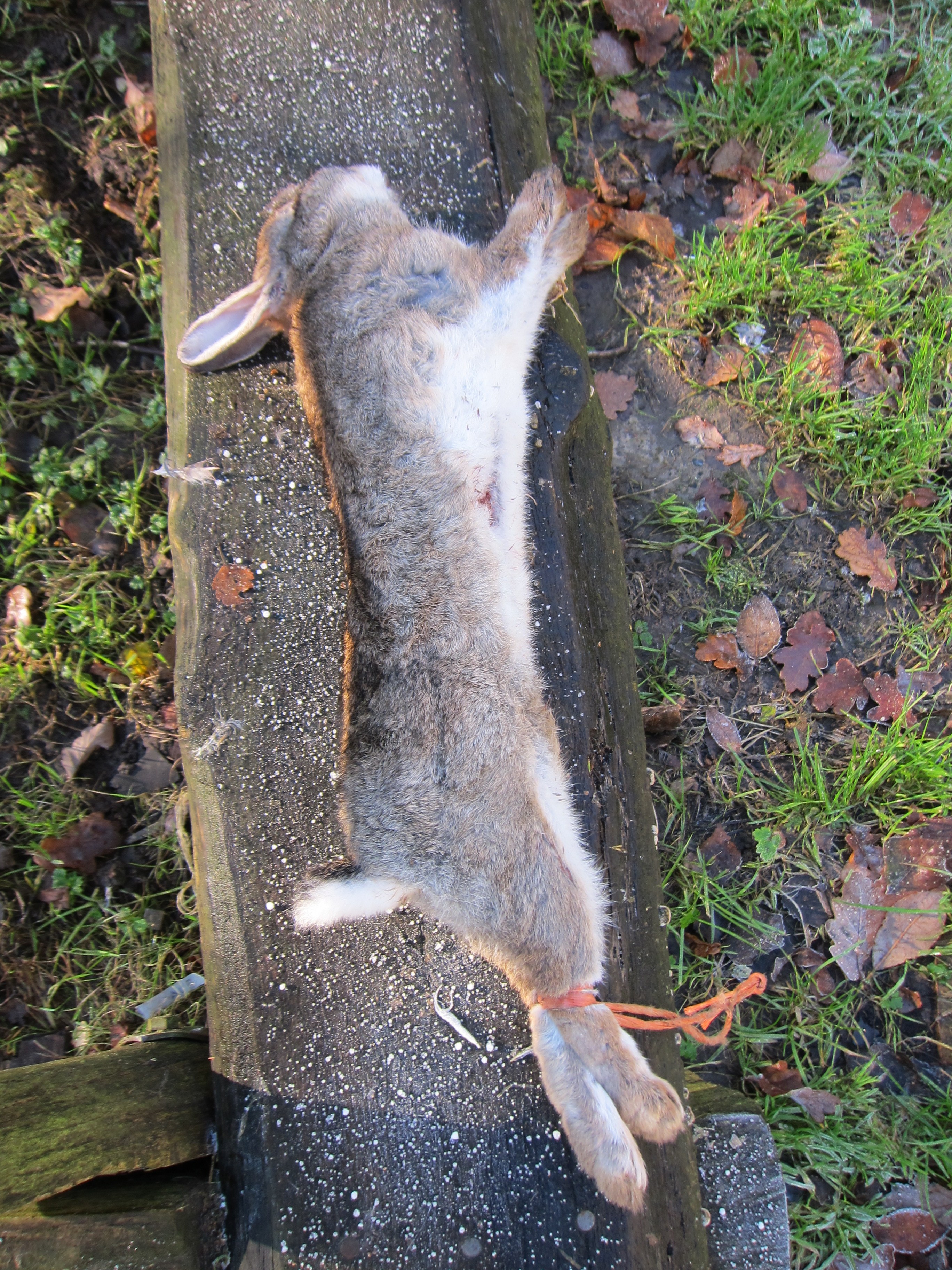 Catch it, Kill it, Eat it Rural Courses