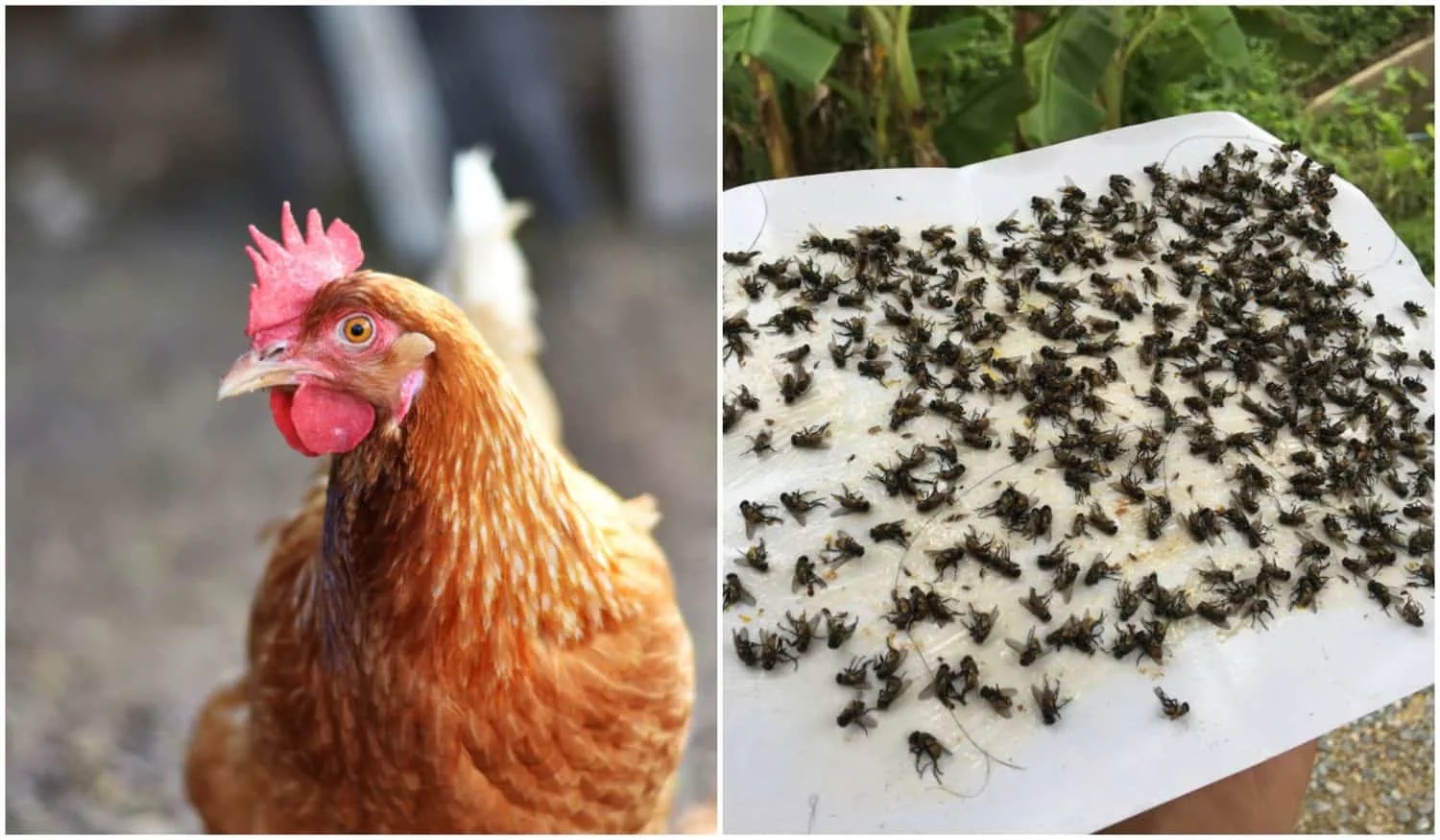 How To Get Rid Of Chickens Netwhile Spmsoalan