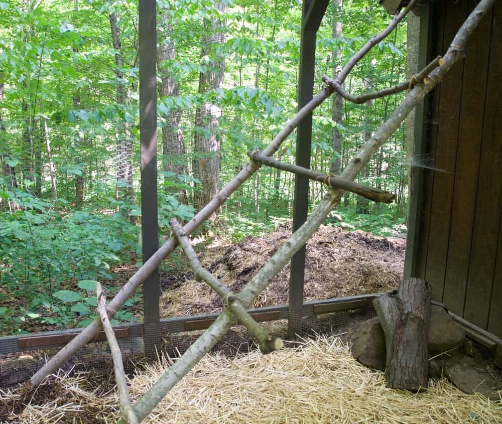 How to Build a Chicken Roost Out of Tree Branches
